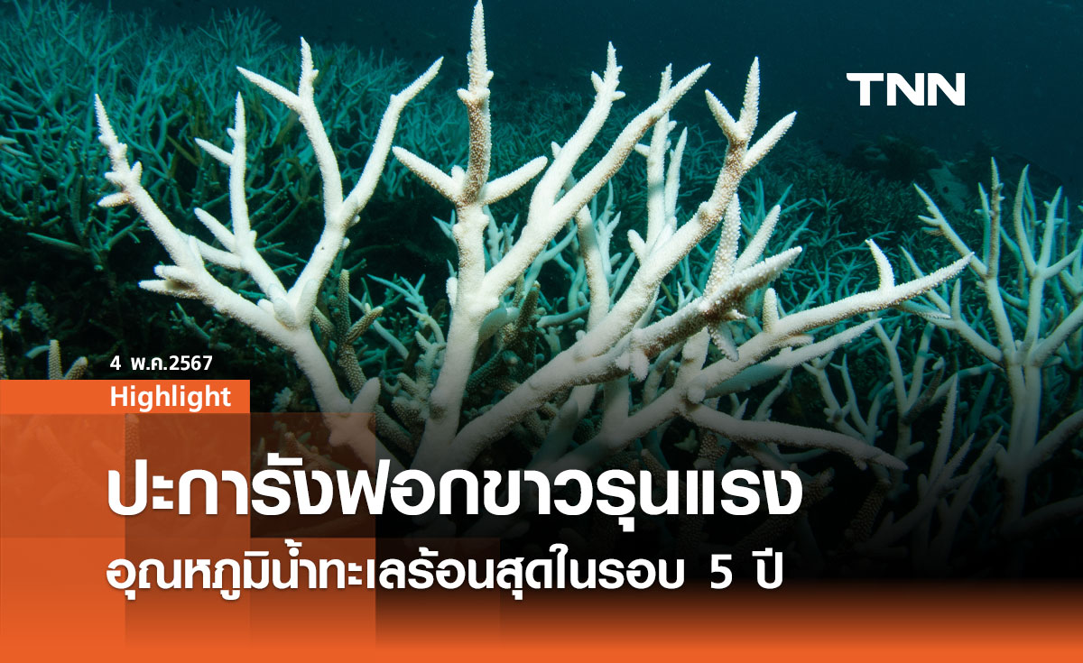 ภัยคุกคามใต้ท้องทะเล ปะการังฟอกขาวรุนแรง อุณหภูมิน้ำทะเลร้อนสุดในรอบ 5 ปี