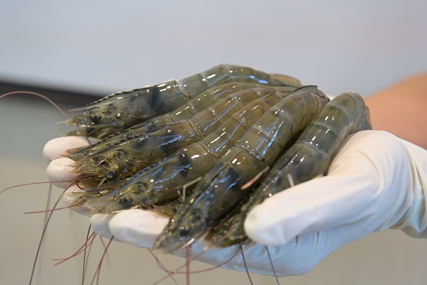 ซีพีเอฟ โชว์การขับเคลื่อนอุตสาหกรรมอาหารทะเลเติบโตยั่งยืนในงานประชุม SeaBOS