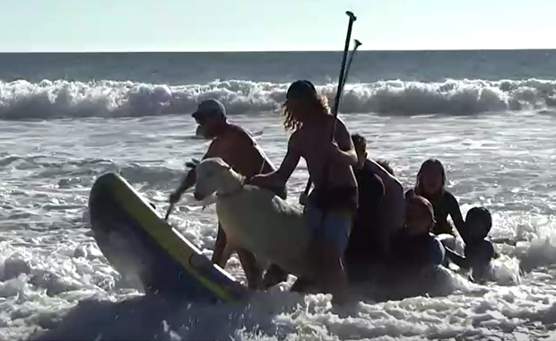 The Goatfather ชายอเมริกัน เล่นเซิร์ฟบอร์ดกับแพะ The Goatfather ชายอเมริกัน เล่นเซิร์ฟบอร์ดกับแพะ