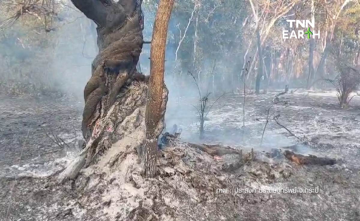 กระบี่ ประกาศพื้นที่อัคคีภัย หลังเจ้าหน้าที่เร่งดับไฟที่โหมไหม้ป่าเสม็ด เสียหาย 800 ไร่ กระบี่ ประกาศพื้นที่อัคคีภัย หลังเจ้าหน้าที่เร่งดับไฟที่โหมไหม้ป่าเสม็ด เสียหาย 800 ไร่