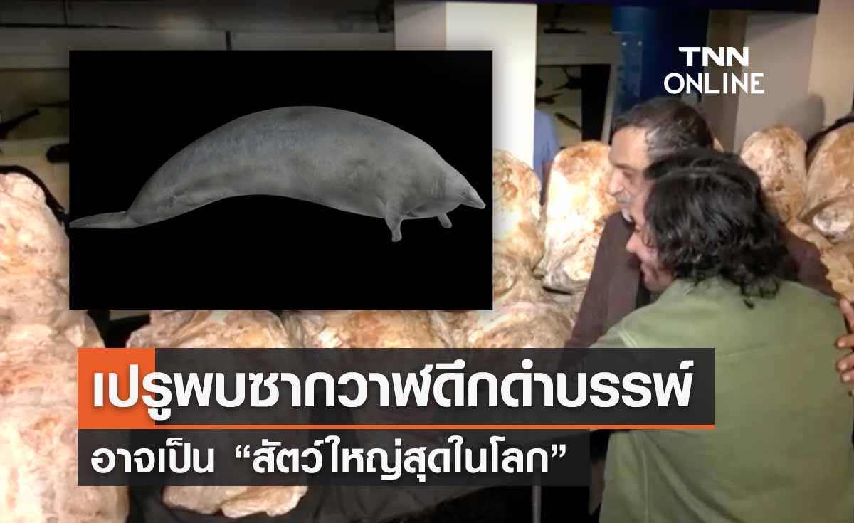 เปรูพบซากวาฬอาจเป็น “สัตว์ใหญ่สุดในโลก”หนักกว่า 300 ตัน