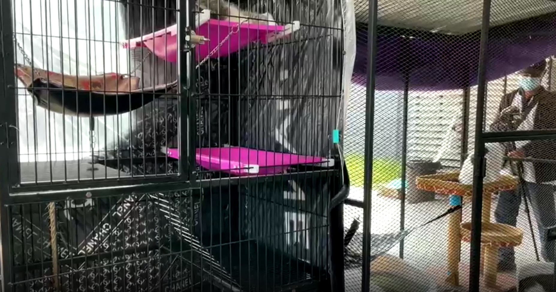 ไขข้อข้องใจ ยึดแมวในบ้านผู้ต้องหาคดียาเสพติด ทำไมถึงต้องขายทอดตลาด ไขข้อข้องใจ ยึดแมวในบ้านผู้ต้องหาคดียาเสพติด ทำไมถึงต้องขายทอดตลาด