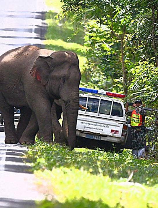 ชาวเน็ตแห่แชร์ ‘ชายชื่อสุทธิพร’ ผู้ที่ช้างป่าไม่เคยทำร้าย ชาวเน็ตแห่แชร์ ‘ชายชื่อสุทธิพร’ ผู้ที่ช้างป่าไม่เคยทำร้าย