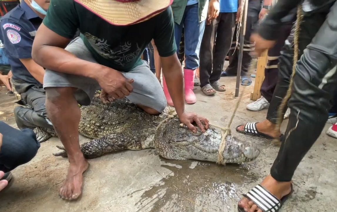 จับ จระเข้ กว่า 2 เมตร กลางชุมชนที่สมุทรปราการ จับ จระเข้ กว่า 2 เมตร กลางชุมชนที่สมุทรปราการ