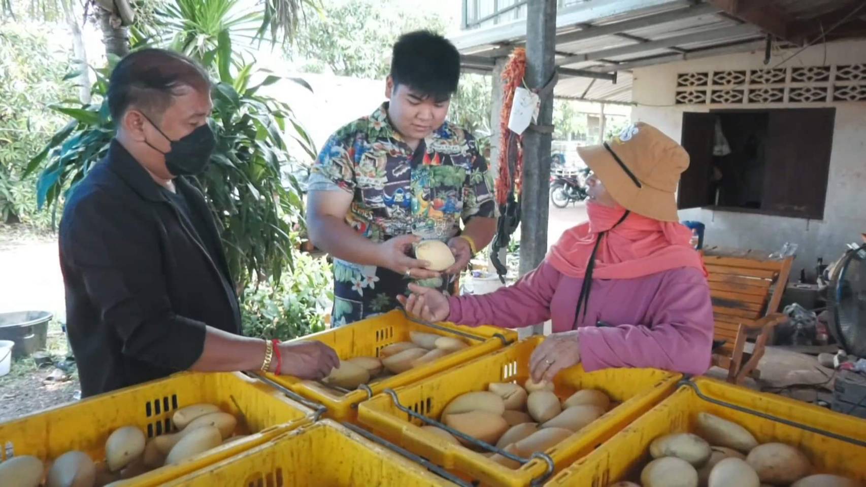 มะม่วงน้ำดอกไม้สีทอง จ.พิจิตร ขายดี! หลังกระแสข้าวเหนียวมะม่วงฟีเวอร์ มะม่วงน้ำดอกไม้สีทอง จ.พิจิตร ขายดี! หลังกระแสข้าวเหนียวมะม่วงฟีเวอร์