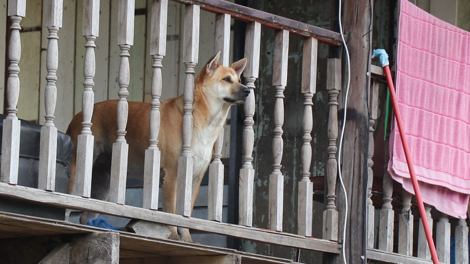 สถานการณ์น้ำท่วม อยุธยา 2 ฝั่งคลองบางบาล ยังท่วมสูง