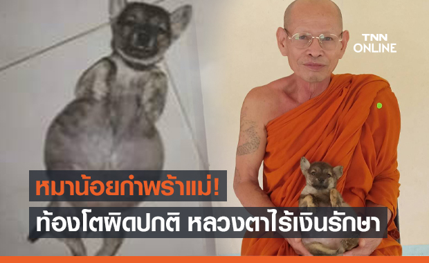 สุดเวทนา! "ลูกสุนัข" ท้องโตผิดปกติ นอนทีไรหงายท้องทุกที