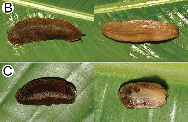 นักวิจัยไทยค้นพบ “ตัวกล้วยตาก” 2 ชนิดใหม่ของโลก นักวิจัยไทยค้นพบ “ตัวกล้วยตาก” 2 ชนิดใหม่ของโลก
