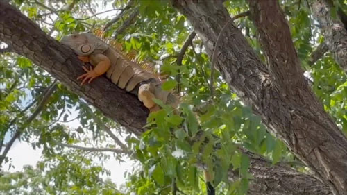 “เอเลียน สปีชีส์” สายพันธุ์อันตรายจากต่างแดน “เอเลียน สปีชีส์” สายพันธุ์อันตรายจากต่างแดน