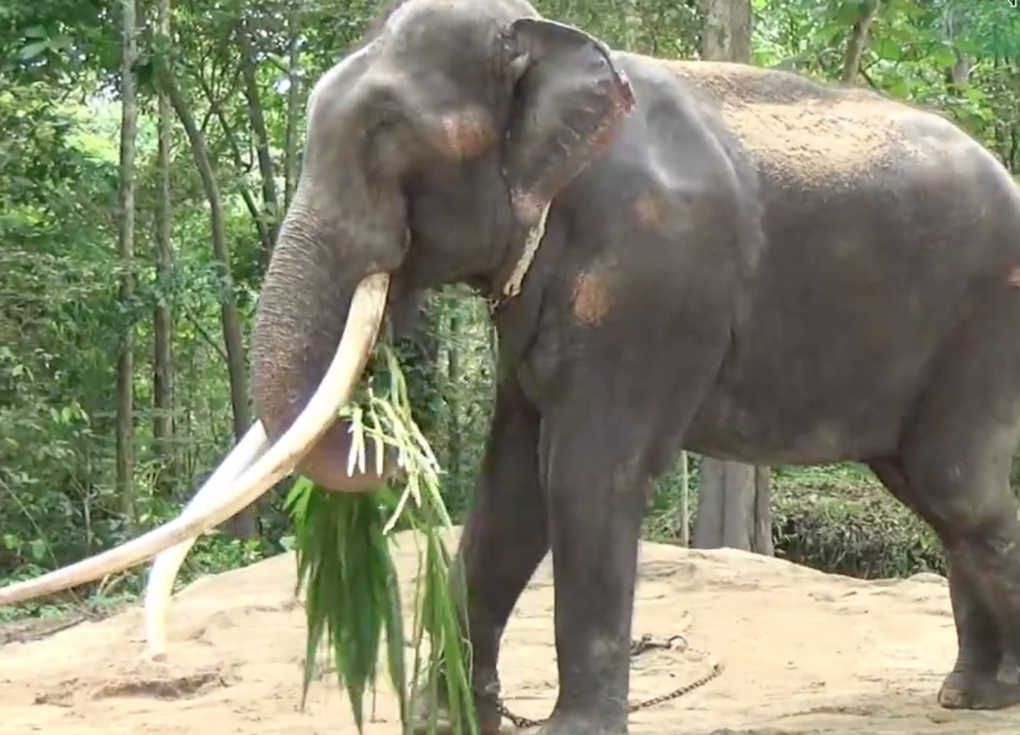 ควาญศรีลังกาเผยผูกพัน ‘พลายศักดิ์สุรินทร์’ หลังดูแลมา 6 เดือน