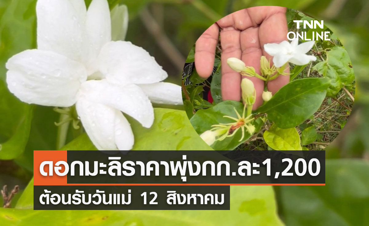 "วันแม่" 12 สิงหาคม  สำรวจราคา "ดอกมะลิ" ราคาพุ่ง กก.ละ 1,200 บาท