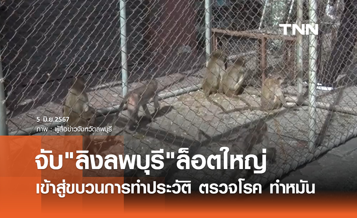 จับ "ลิงลพบุรี" ล็อตใหญ่เกือบ 200 ตัว เข้าสู่ขบวนการทำประวัติ ตรวจโรค ทำหมัน
