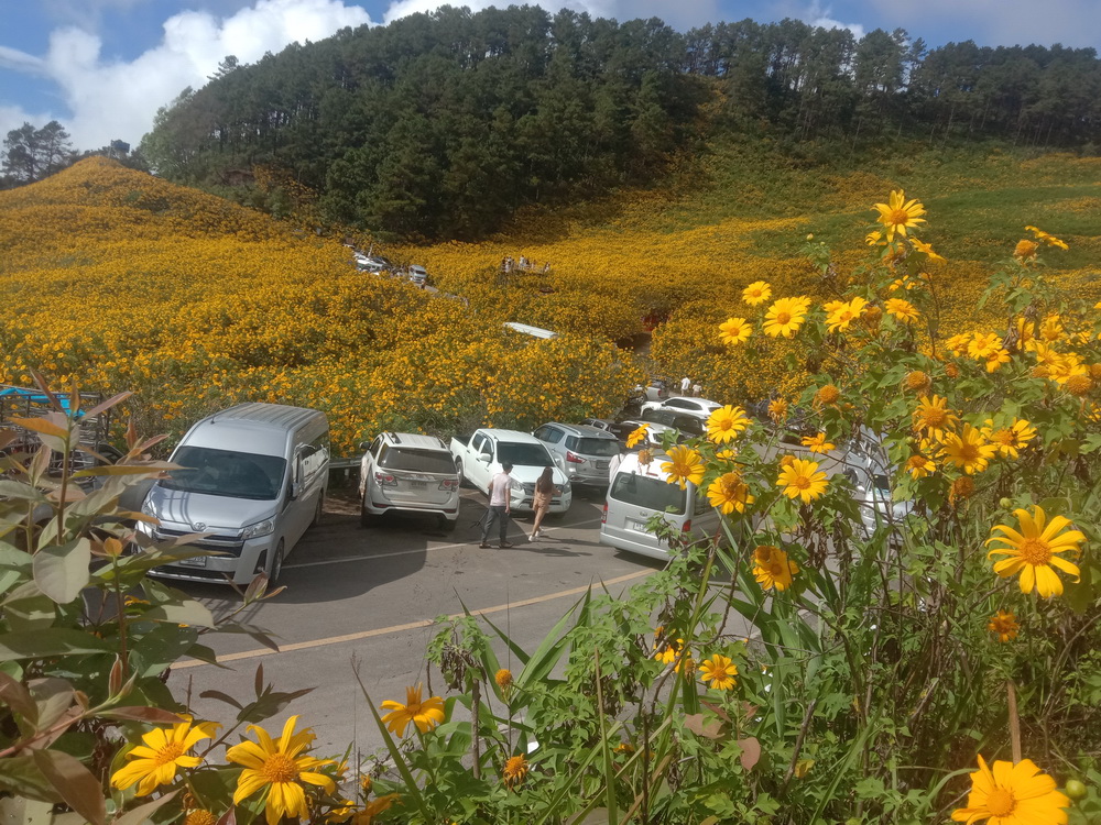 ที่เที่ยวแม่ฮ่องสอน นทท.แห่ชมทุ่งบัวตองเบ่งบานเหลืองอร่ามทั่วขุนเขา ที่เที่ยวแม่ฮ่องสอน นทท.แห่ชมทุ่งบัวตองเบ่งบานเหลืองอร่ามทั่วขุนเขา