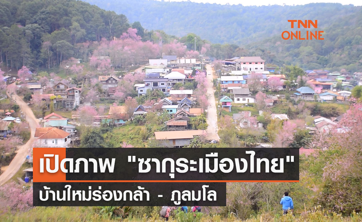 เปิดภาพ "ซากุระเมืองไทย" บ้านใหม่ร่องกล้า - ภูลมโล