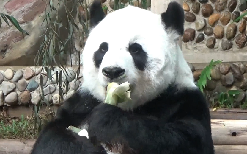 เตรียมเปิดสวนหลังบ้านให้ หลินฮุ่ย ออกมาสัมผัสธรรมชาติในรอบกว่า 2 ปี