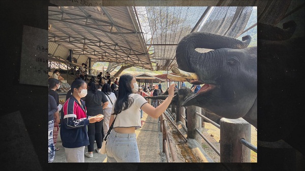 อาลัยปิดปางช้างแม่แตง เชียงใหม่ “เสนาหอย” ส่งกำลังใจถึงคนรักช้าง  (มีคลิป)