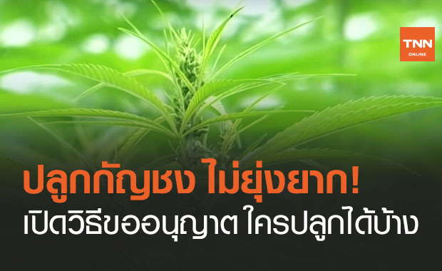 ปลูก "กัญชง" ไม่ยุ่งยาก เผยขั้นตอนขออนุญาต ใครมีสิทธิ์ปลูกได้บ้าง