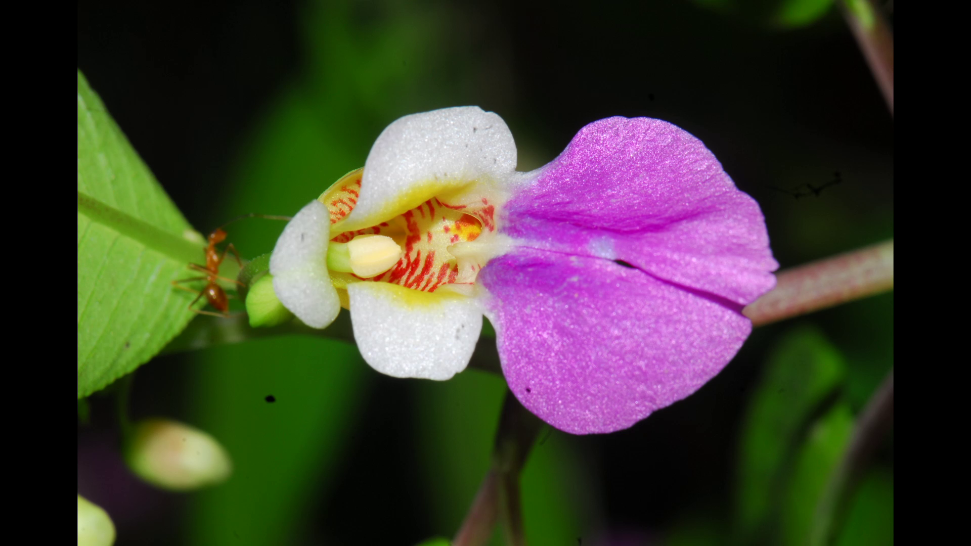 นักพฤกษศาสตร์ไทยพบ “พืชสกุลเทียน” 20 ชนิดและ 1 สายพันธุ์ใหม่ของโลก นักพฤกษศาสตร์ไทยพบ “พืชสกุลเทียน” 20 ชนิดและ 1 สายพันธุ์ใหม่ของโลก