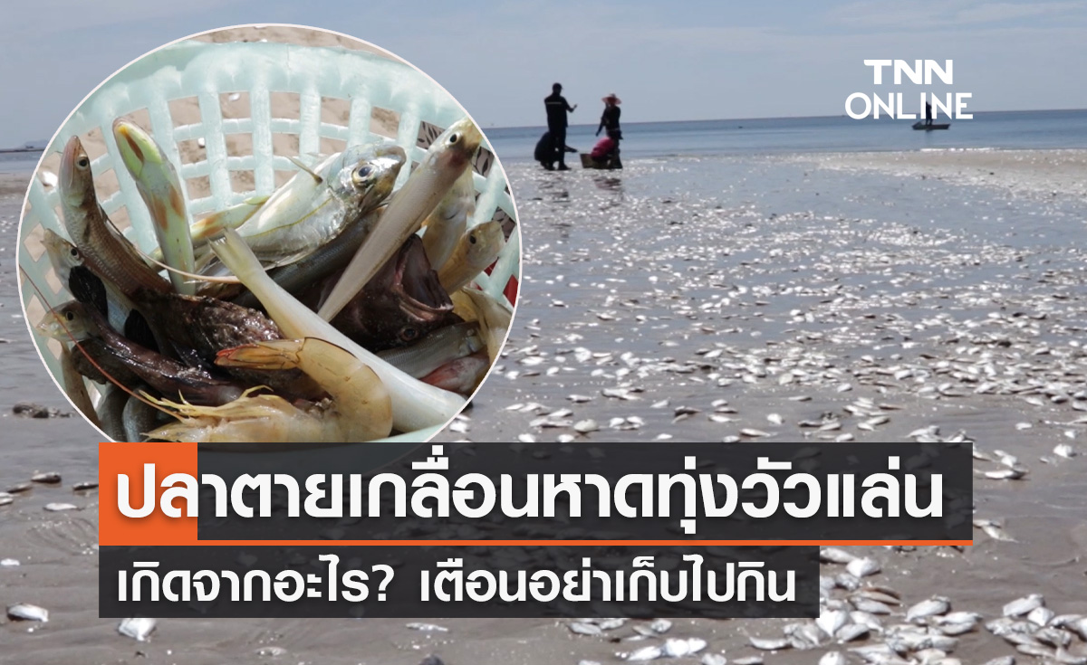 เตือนอย่าเก็บไปกิน! ปู กุ้ง ปลาตายเกลื่อน "หาดทุ่งวัวแล่น" เกิดจากอะไร
