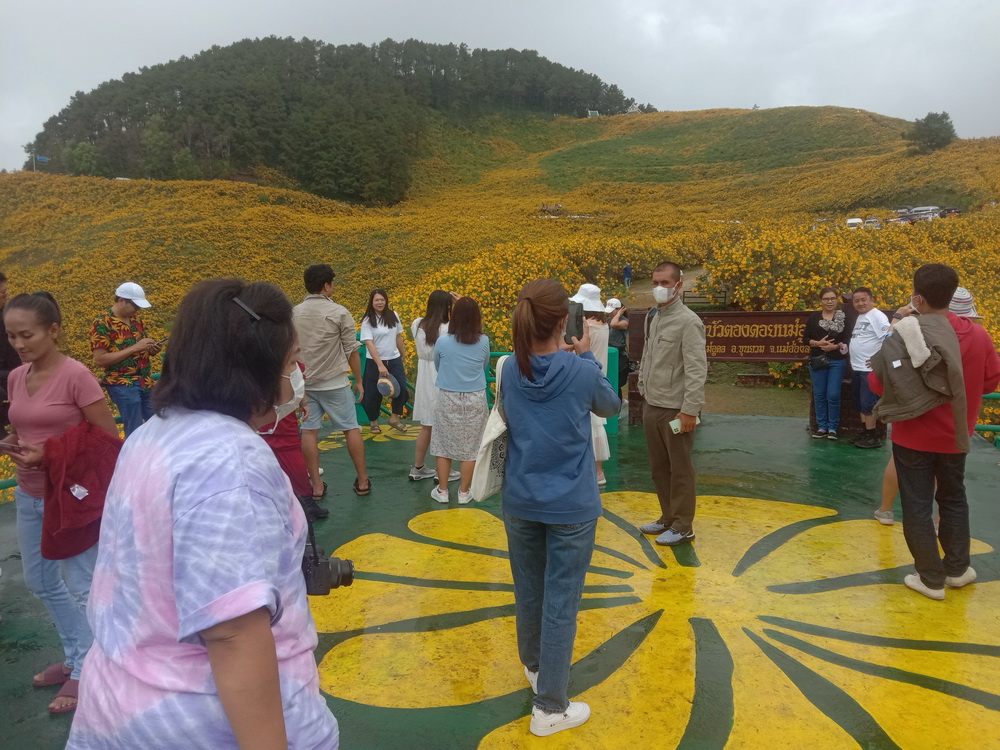 ที่เที่ยวแม่ฮ่องสอน นทท.แห่ชมทุ่งบัวตองเบ่งบานเหลืองอร่ามทั่วขุนเขา ที่เที่ยวแม่ฮ่องสอน นทท.แห่ชมทุ่งบัวตองเบ่งบานเหลืองอร่ามทั่วขุนเขา