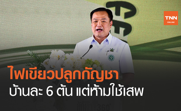 สธ.ปลดล็อกปลูกกัญชาบ้านละ 6 ต้น ทำยา-อาหาร แต่ห้ามใช้เสพ