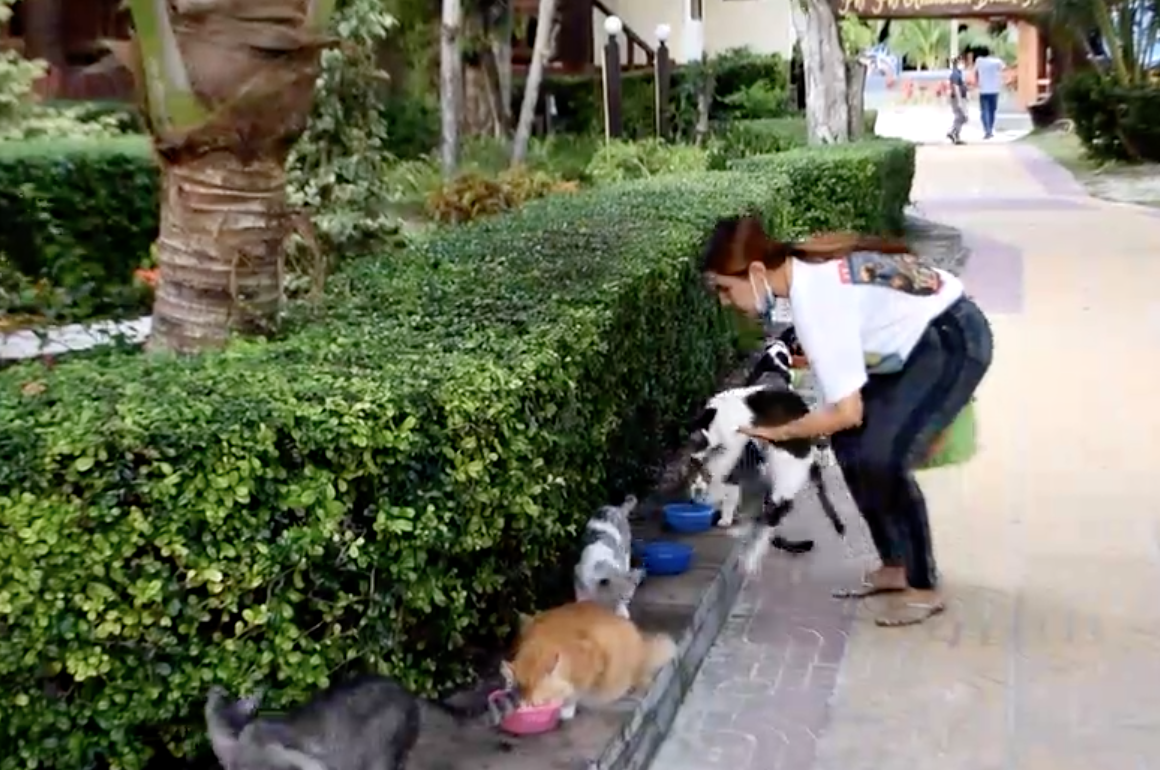 ทาสช่วยน้องด้วย! แมวถูกทิ้งติดเกาะพีพีกว่า 1 พันตัว ผลกระทบโควิด-19 ทาสช่วยน้องด้วย! แมวถูกทิ้งติดเกาะพีพีกว่า 1 พันตัว ผลกระทบโควิด-19