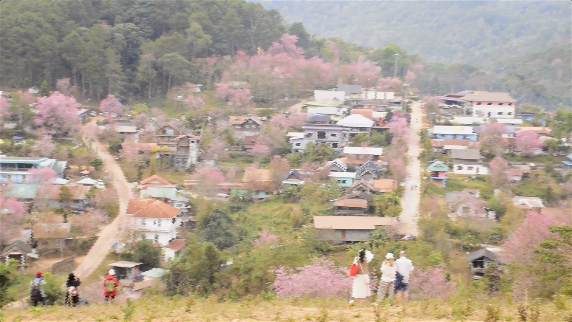 เปิดภาพ ซากุระเมืองไทย บ้านใหม่ร่องกล้า - ภูลมโล เปิดภาพ ซากุระเมืองไทย บ้านใหม่ร่องกล้า - ภูลมโล