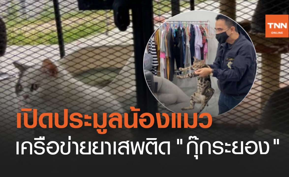 ยึดทรัพย์ 35 ล้าน! เครือข่ายยาเสพติด "กุ๊ก ระยอง" พร้อมนำน้องแมวออกประมูล
