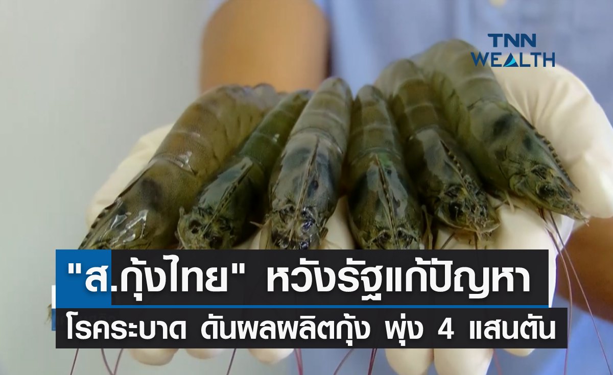 "ส.กุ้งไทย" หวังรัฐแก้ปัญหาโรคระบาด ดันผลผลิตพุ่ง 4 แสนตัน 
