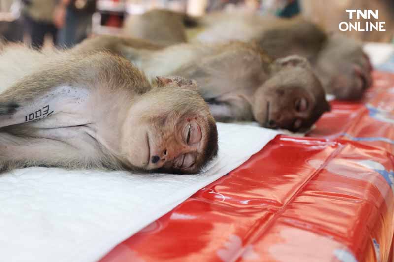 ทำหมันควบคุมประชากร แก้ปัญหาลิงขยายพันธ์ุเข้าถิ่นอาศัยคน ทำหมันควบคุมประชากร แก้ปัญหาลิงขยายพันธ์ุเข้าถิ่นอาศัยคน