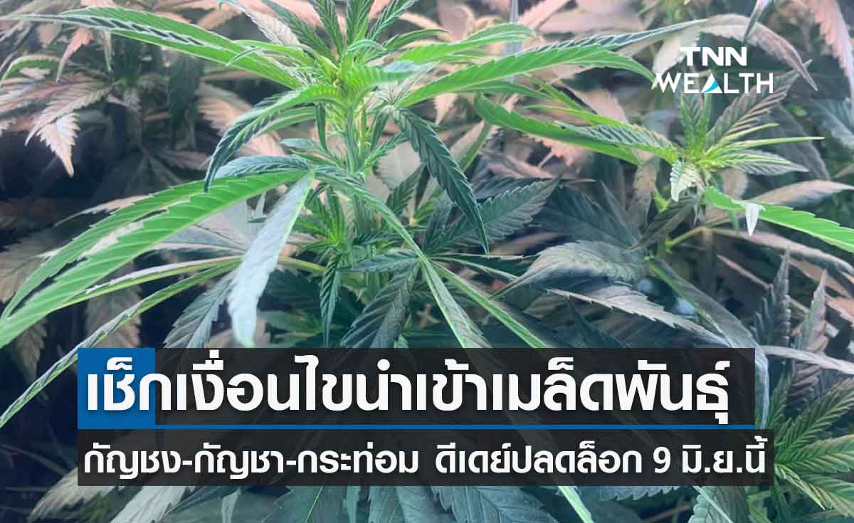 เช็กเงื่อนไขนำเข้าเมล็ดพันธุ์ กัญชง กัญชา กระท่อม -ดีเดย์ปลดล็อก 9 มิ.ย. นี้ 