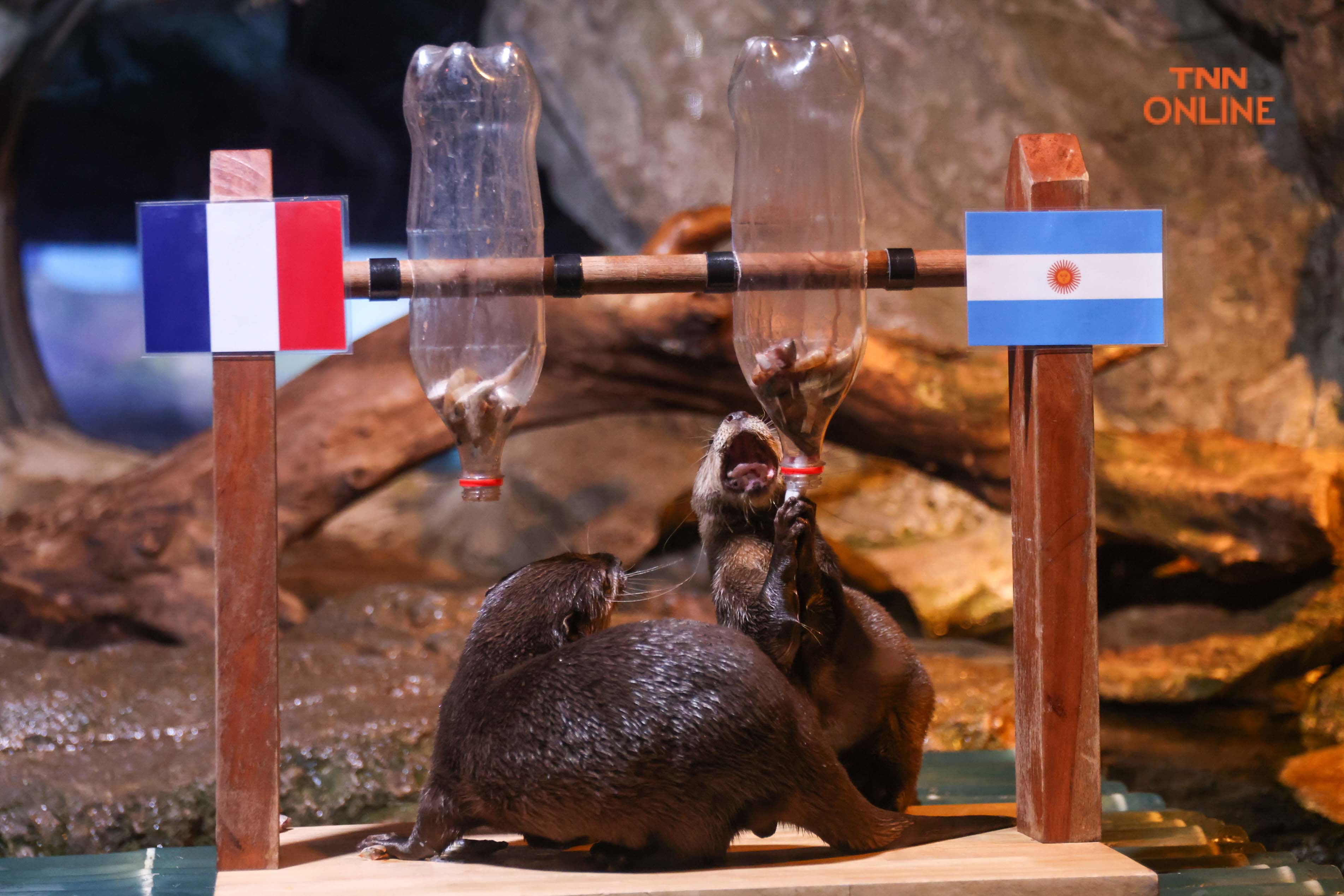 เสี่ยงทายแชมป์ฟุตบอลโลก 2022 ผ่านนากแสนรู้ชวนลุ้นนัดชิงไปด้วยกัน 18 ธ.ค. นี้ เสี่ยงทายแชมป์ฟุตบอลโลก 2022 ผ่านนากแสนรู้ชวนลุ้นนัดชิงไปด้วยกัน 18 ธ.ค. นี้