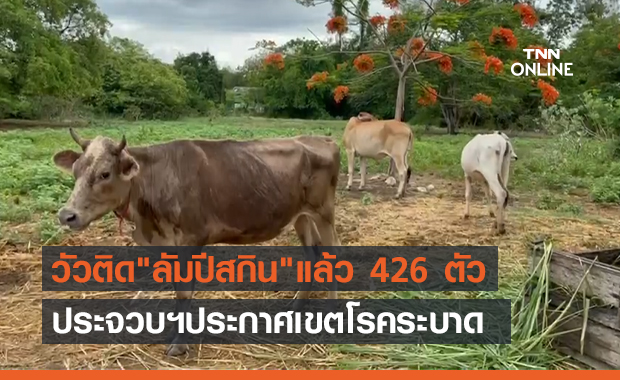 ประจวบฯ ประกาศเขตโรคระบาด "ลัมปีสกิน" หลังพบวัวป่วยแล้ว 426 ตัว