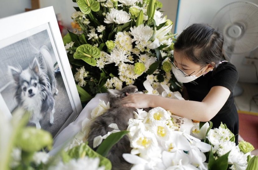 หนิง ปณิตา เศร้าเสียน้องหมาสุดรักด้วยโรคสู้มะเร็ง-หัวใจ