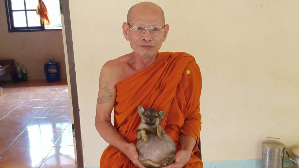 สุดเวทนา! ลูกสุนัข ท้องโตผิดปกติ นอนทีไรหงายท้องทุกที สุดเวทนา! ลูกสุนัข ท้องโตผิดปกติ นอนทีไรหงายท้องทุกที