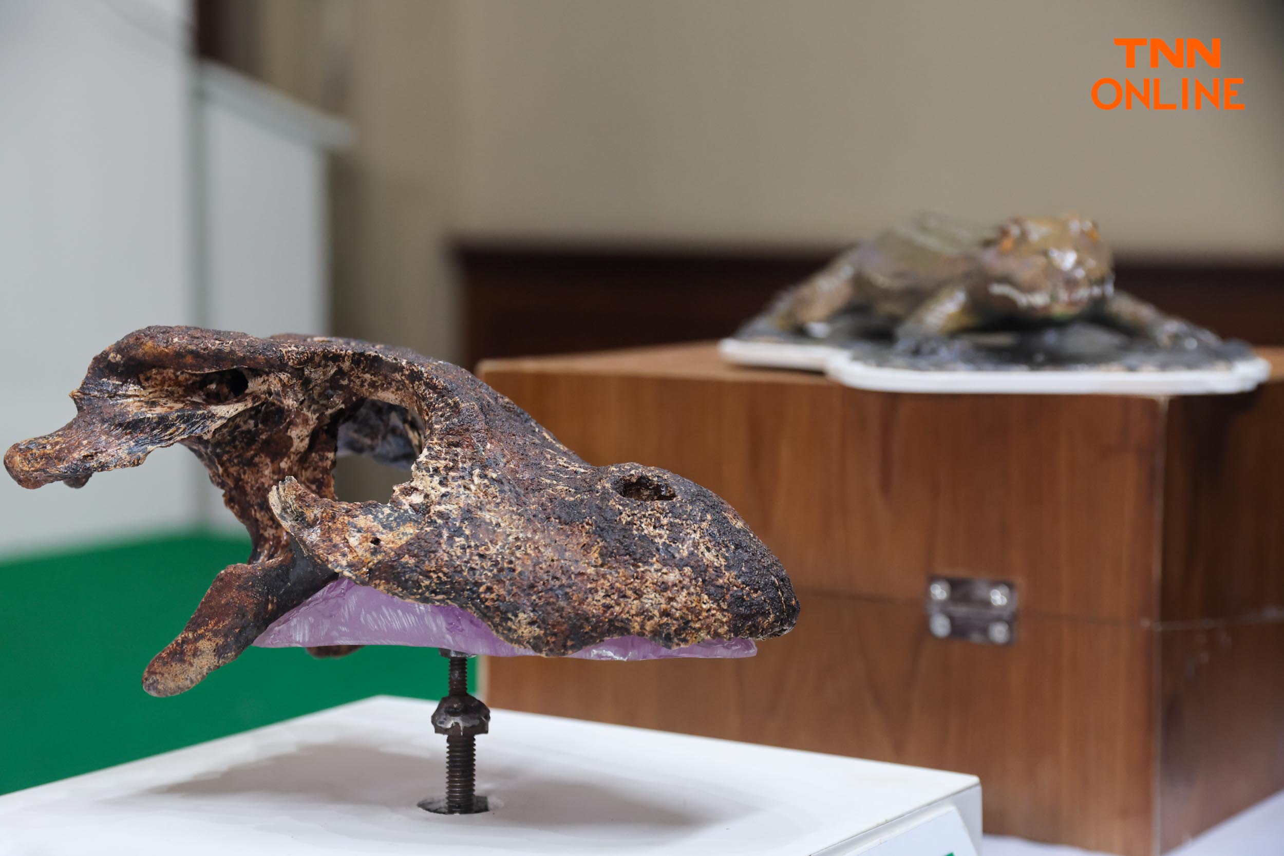 สายพันธุ์ใหม่ของโลก พบในไทยซากดึกดำบรรพ์อัลลิเกเตอร์ สายพันธุ์ใหม่ของโลก พบในไทยซากดึกดำบรรพ์อัลลิเกเตอร์