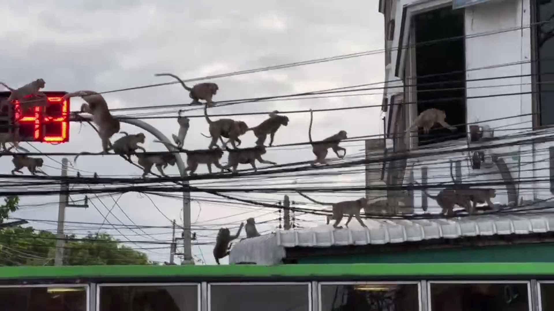 ลิงลพบรุีนับร้อย แห่ปีนป่ายสายไฟอพยพลูกหลาน คาดหนีกลัวถูกจับ