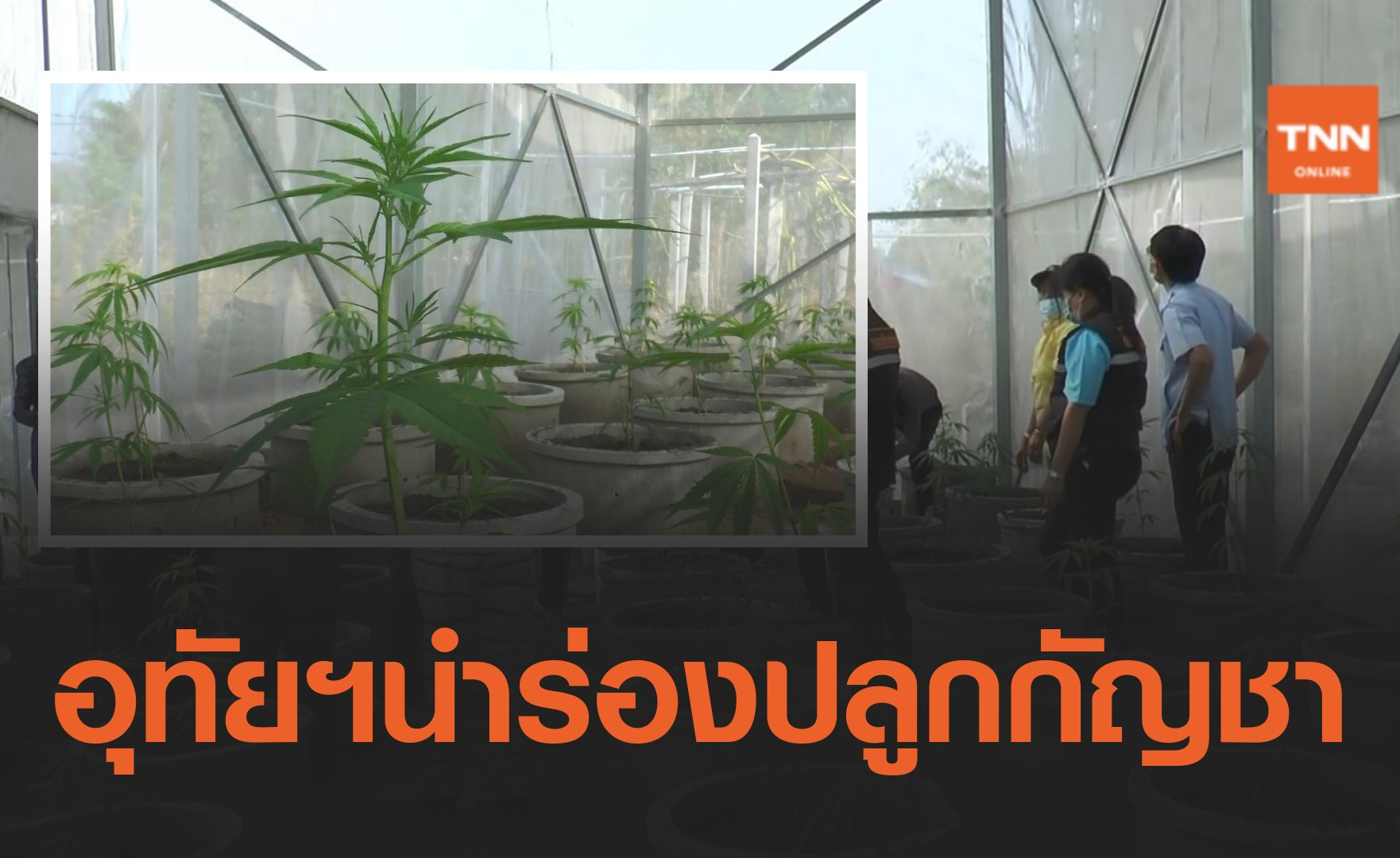 อุทัยธานีนำร่อง! ปลูกกัญชาทางการแพทย์ หวังฟื้นเศรษฐกิจชุมชน