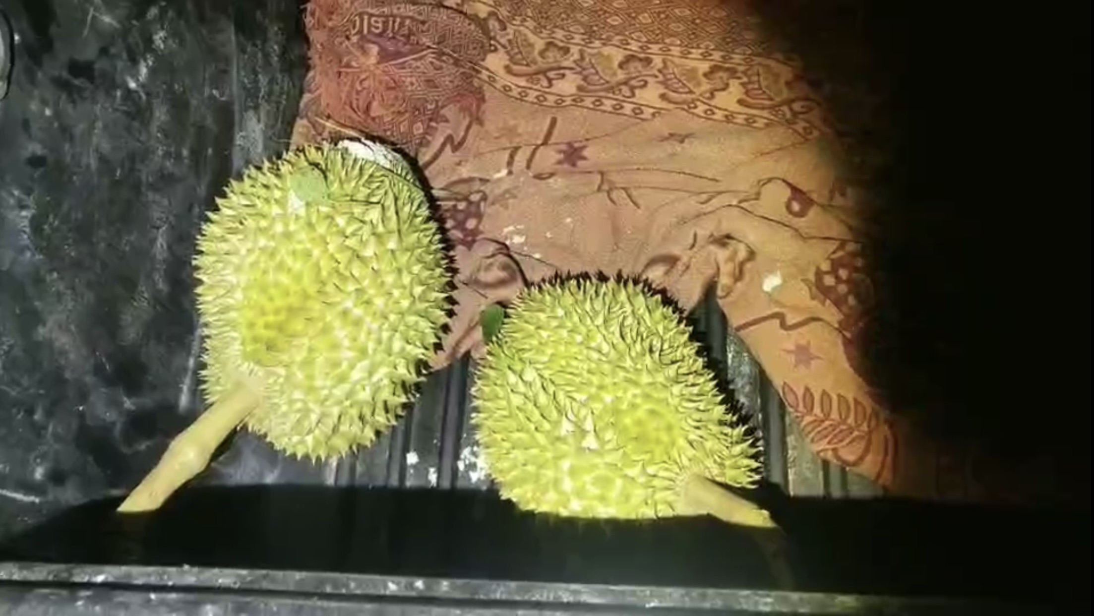 หวังตัดยกสวน! ทุเรียนราคาแพง 2 โจรเหิมออกขโมยกลางดึก หวังตัดยกสวน! ทุเรียนราคาแพง 2 โจรเหิมออกขโมยกลางดึก