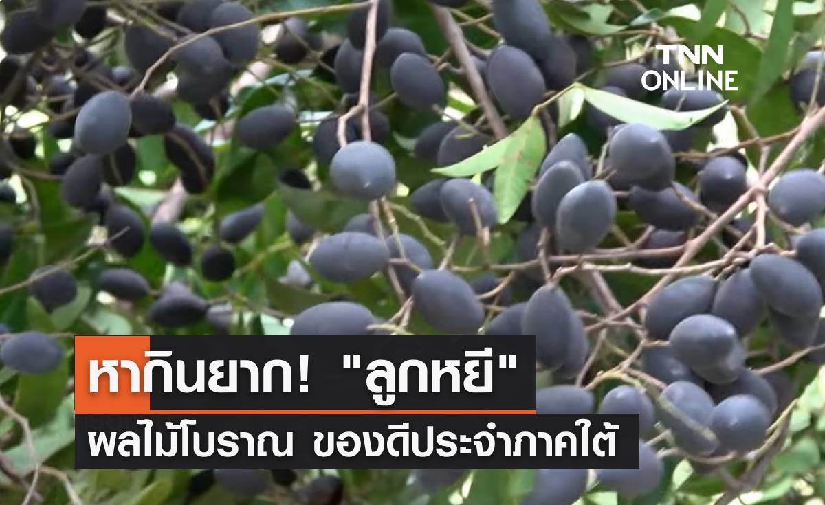 หากินยาก! ทำความรู้จัก "ลูกหยี" ผลไม้โบราณของดีประจำภาคใต้ 
