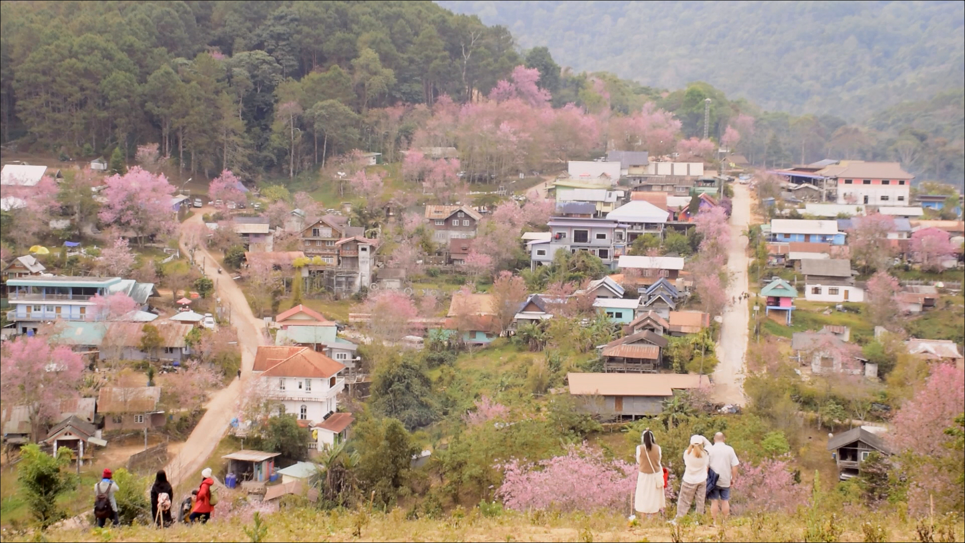 เปิดภาพ ซากุระเมืองไทย บ้านใหม่ร่องกล้า - ภูลมโล เปิดภาพ ซากุระเมืองไทย บ้านใหม่ร่องกล้า - ภูลมโล