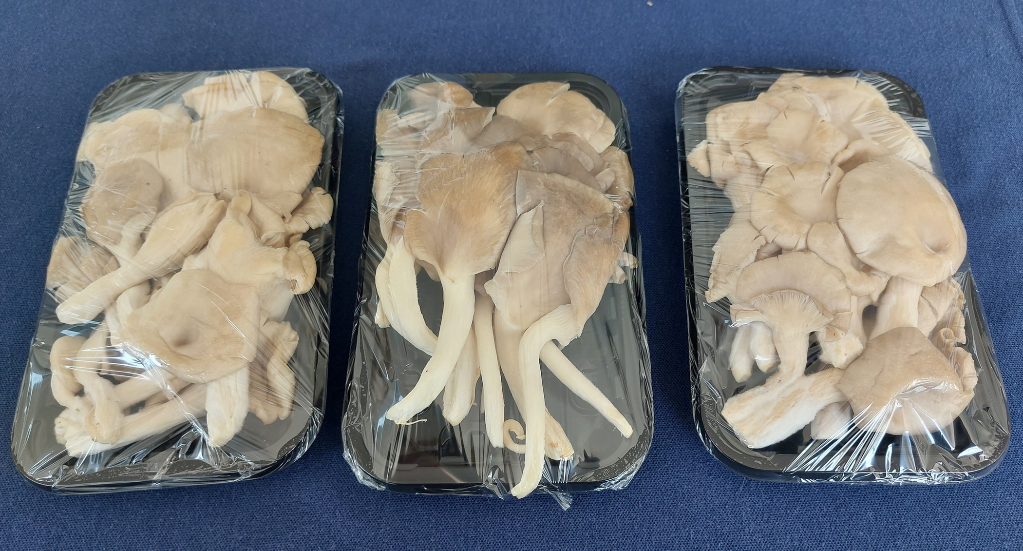 นักวิจัยเมืองโอ่ง พัฒนาแผ่นฟิล์มกินได้ ยืดอายุอาหาร 4 เดือน