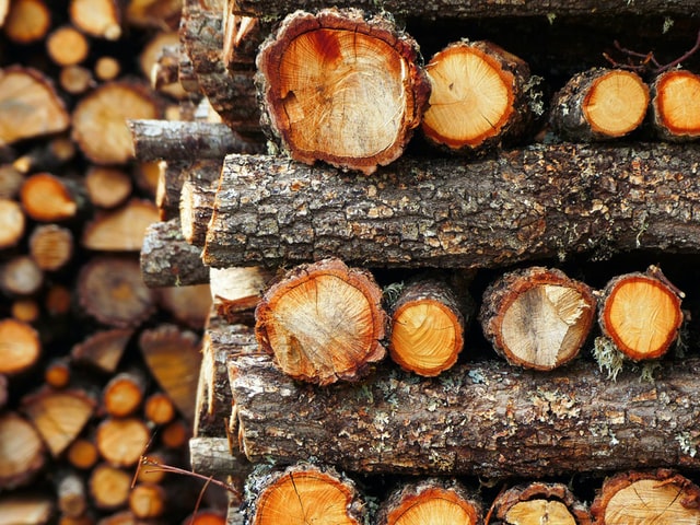 สร้าง ไม้ ได้สำเร็จแล้ว !! ใช้ทำเฟอร์นิเจอร์ได้ ไม่ต้องตัดไม่ทำลายป่ากันอีกต่อไป