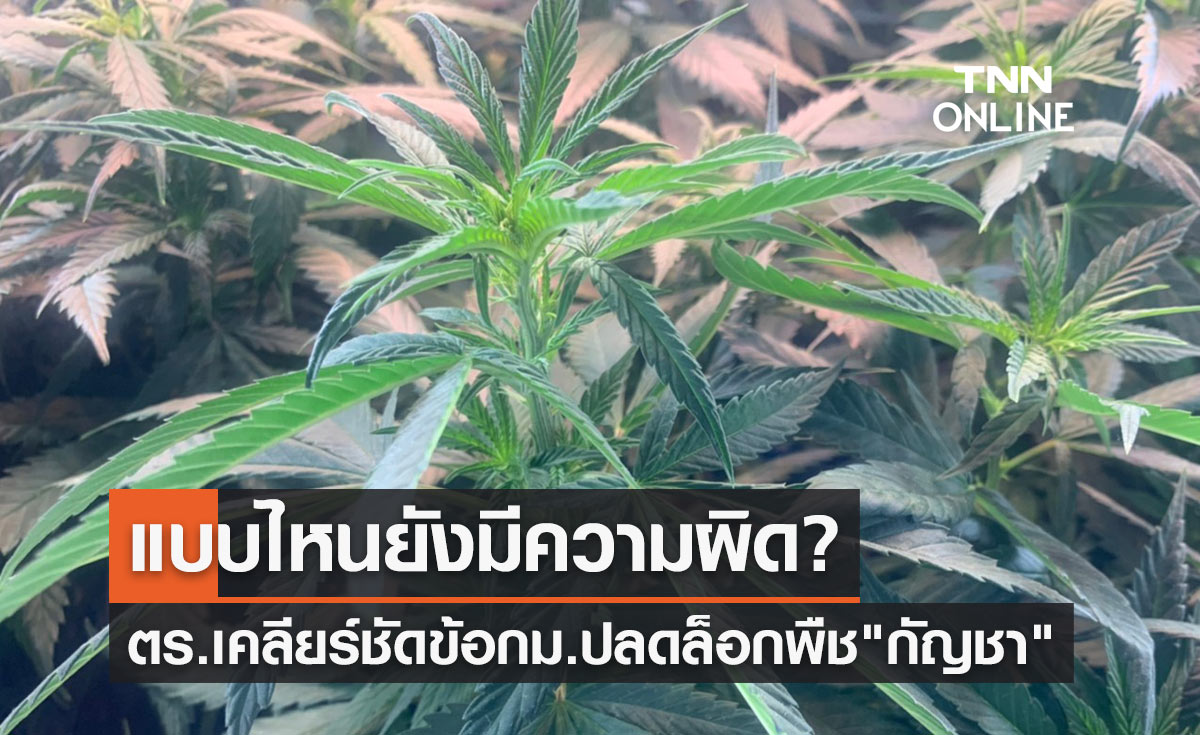 ปลดล็อกกัญชา ตร.เคลียร์ชัด มี-ใช้ "กัญชา" แบบไหนยังมีความผิด?
