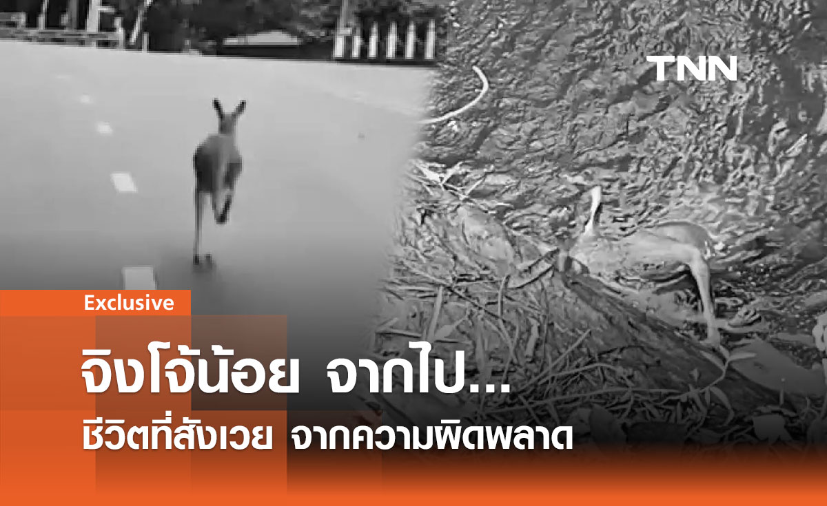 บทเรียนราคาแพงจากการสูญเสีย: กรณีจิงโจ้แดงสวนสัตว์เชียงใหม่