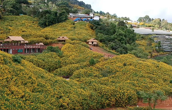 เปิดที่เที่ยวเชียงราย ปี 2564 ‘ดอยหัวแม่คำ’ ดอกบัวตองงามตะการตา เปิดที่เที่ยวเชียงราย ปี 2564 ‘ดอยหัวแม่คำ’ ดอกบัวตองงามตะการตา