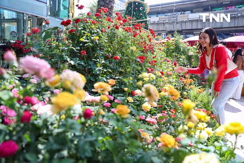 ยลโฉมกุหลาบ 260 สายพันธุ์ เนรมิตสวนกุหลาบใจกลางกรุงเทพ ยลโฉมกุหลาบ 260 สายพันธุ์ เนรมิตสวนกุหลาบใจกลางกรุงเทพ