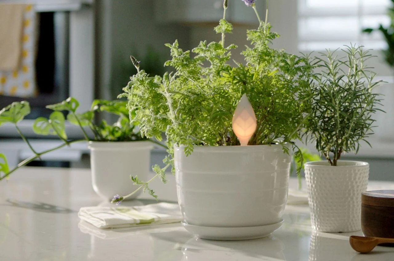 ตะมุตะมิ ! KRADO เซนเซอร์ช่วยเช็กสุขภาพต้นไม้