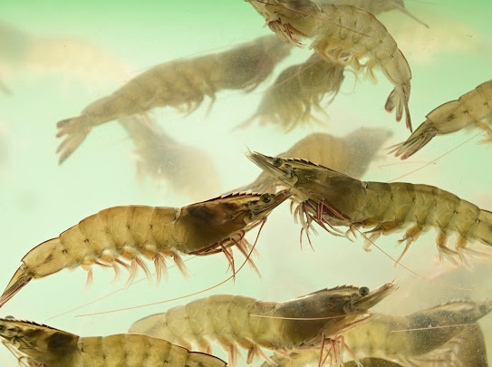 นักวิชาการ CPF ชู “โปรไบโอติก” นวัตกรรมการเลี้ยงกุ้งปลอดภัย ปลอดโรค ปลอดสาร นักวิชาการ CPF ชู “โปรไบโอติก” นวัตกรรมการเลี้ยงกุ้งปลอดภัย ปลอดโรค ปลอดสาร