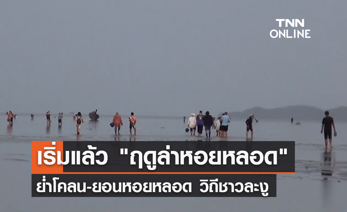เริ่มแล้ว "ฤดูล่าหอยหลอด" วิถีชาวละงู